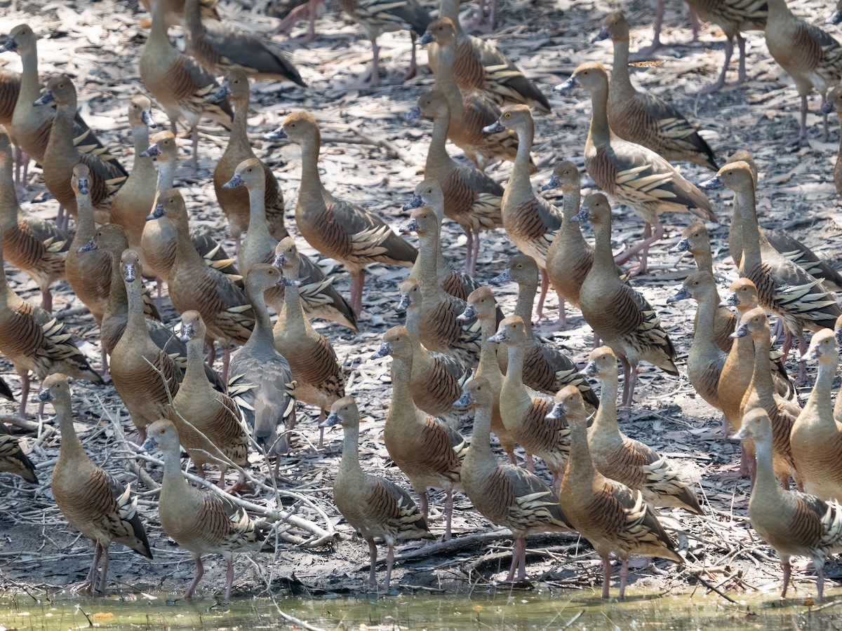 Plumed Whistling-Duck - ML610728060