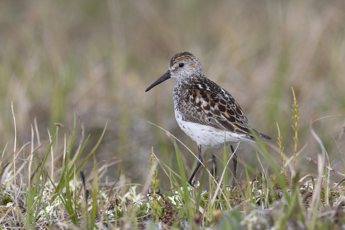 Western Sandpiper - Delfin Gonzalez