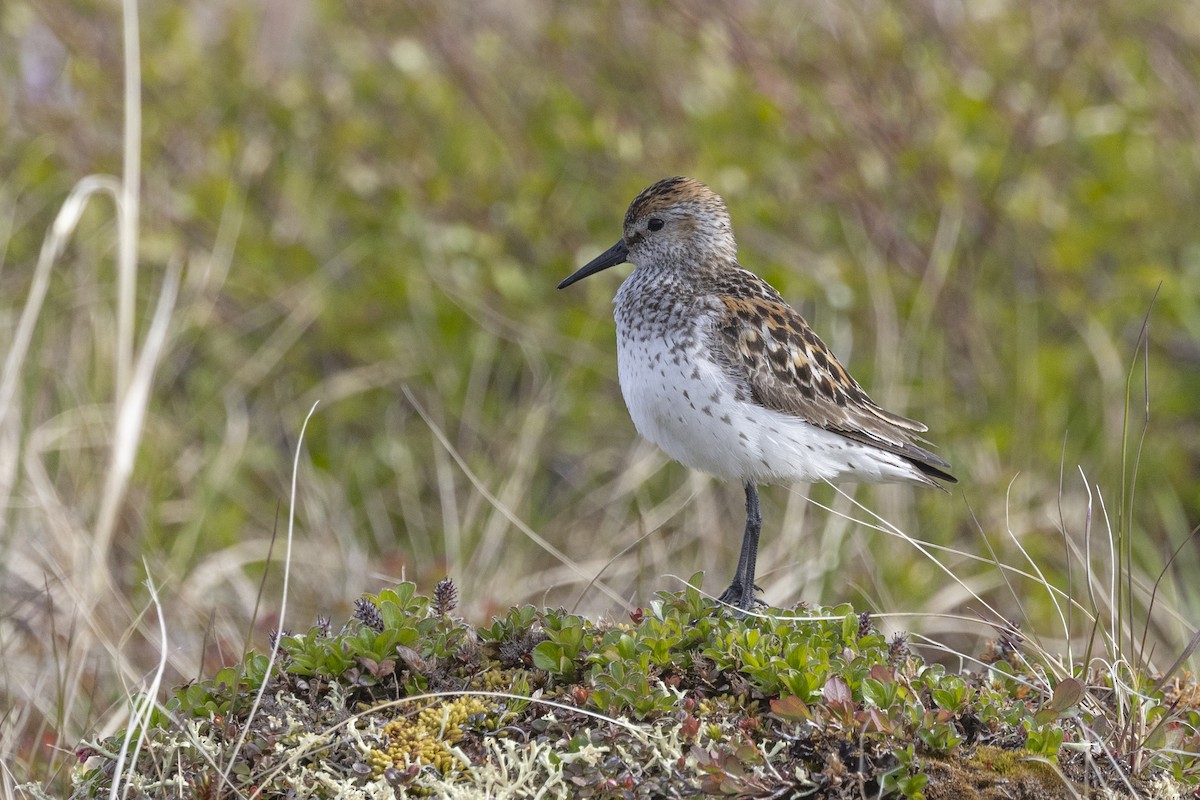 Western Sandpiper - Delfin Gonzalez