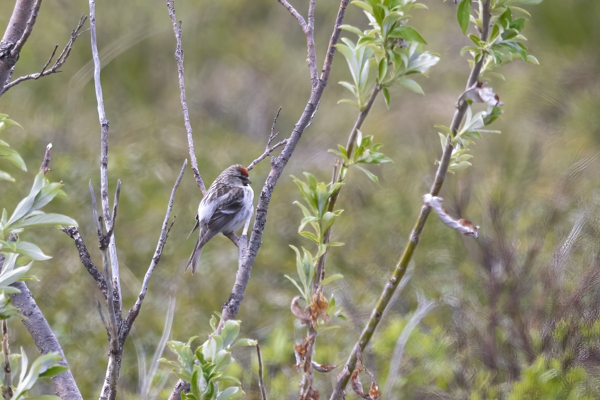 Hoary Redpoll - ML610728382