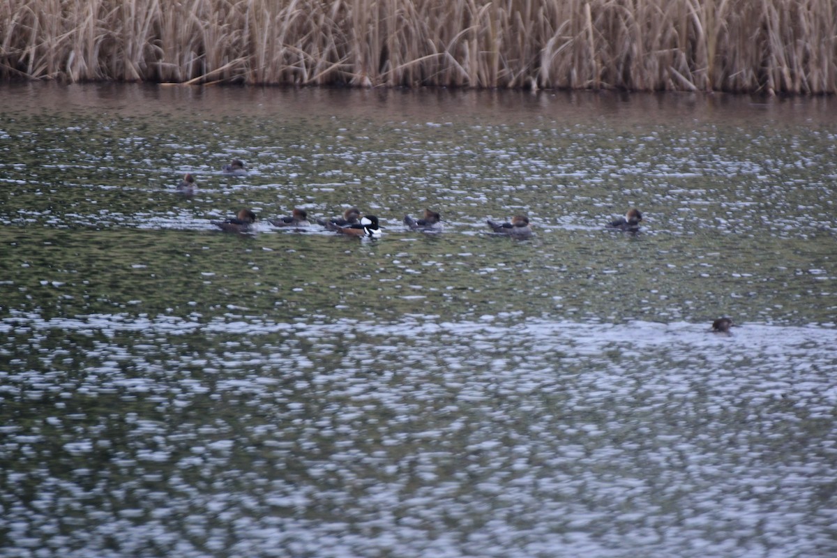 Hooded Merganser - ML610728387