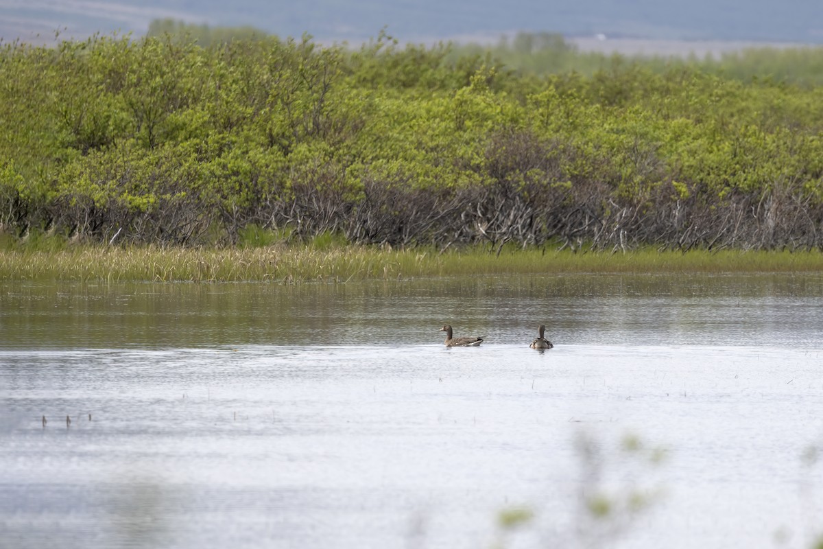 Greater White-fronted Goose - ML610728438