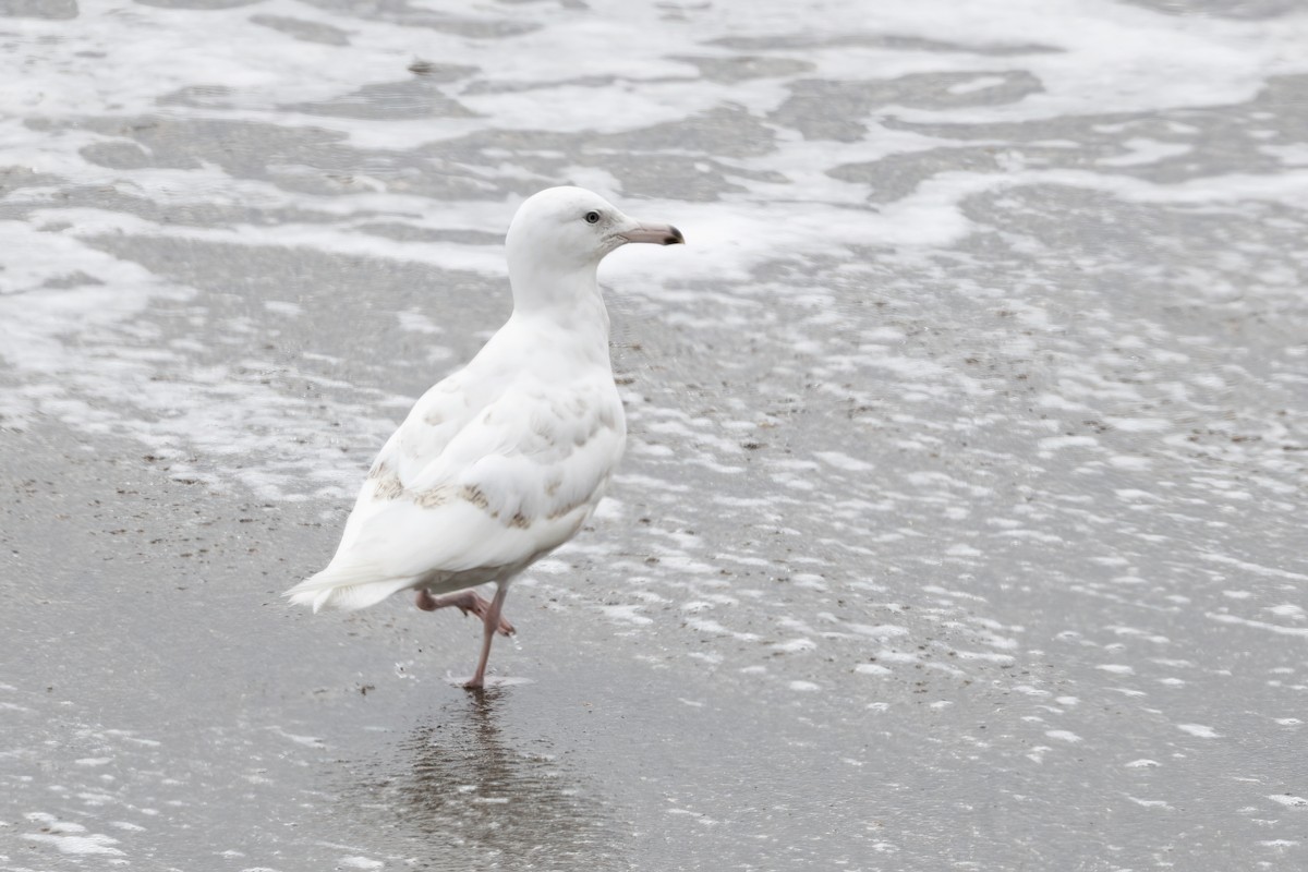 Glaucous Gull - ML610728459