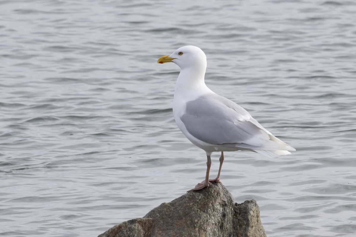 Glaucous Gull - ML610728460