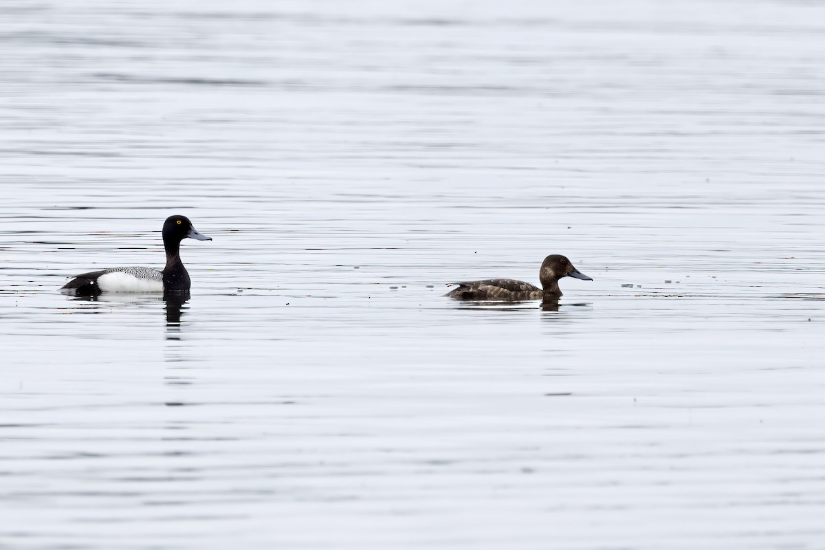 Greater Scaup - ML610728498