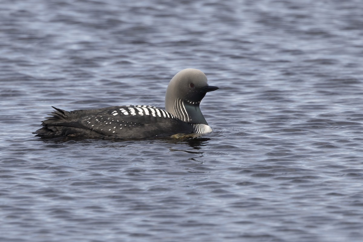 Pacific Loon - ML610728523