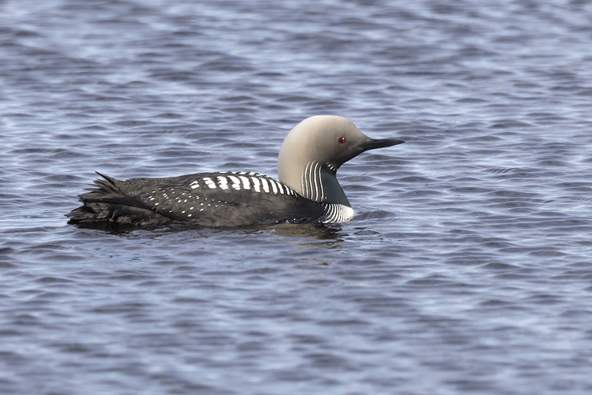 Pacific Loon - ML610728524