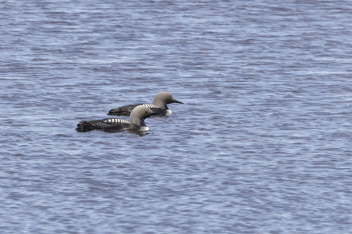 Pacific Loon - ML610728526