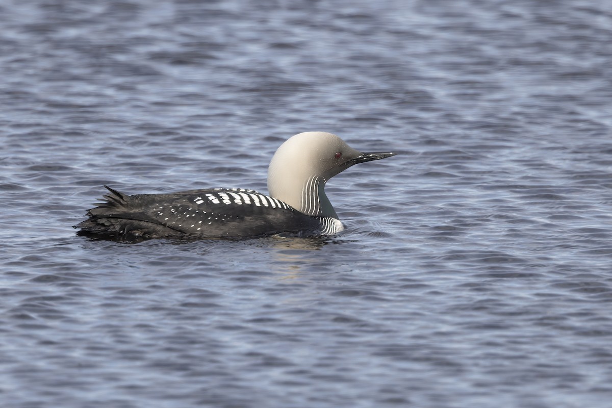 Pacific Loon - ML610728527