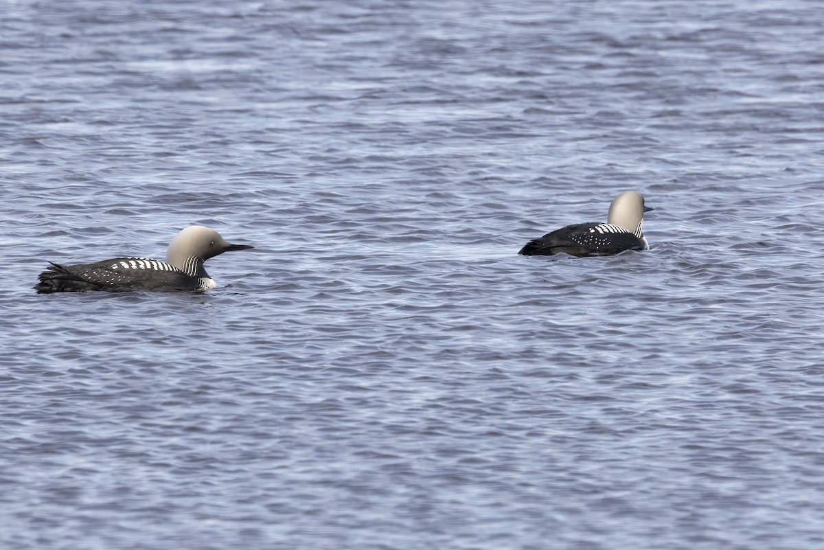 Pacific Loon - ML610728528