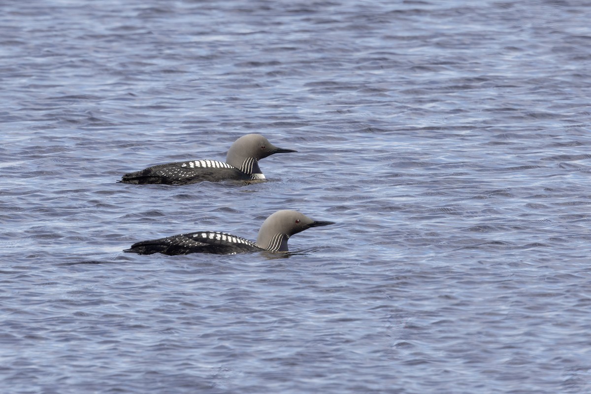 Pacific Loon - ML610728529