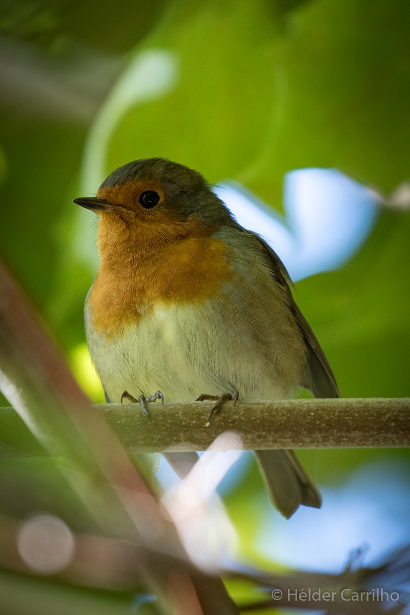 European Robin - ML610728535