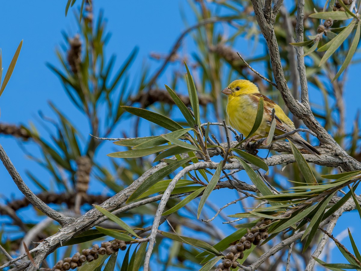 Sudan Golden Sparrow - J. Marcos Benito