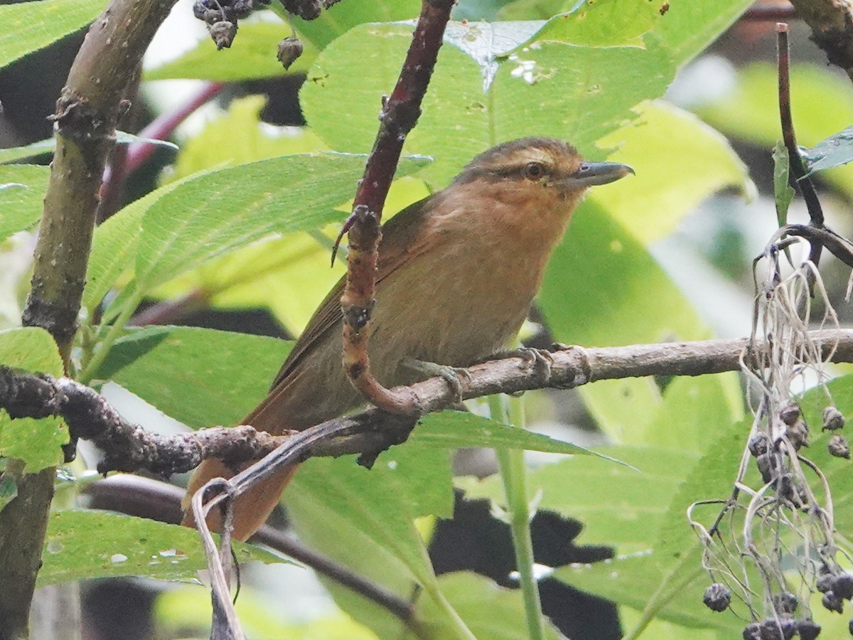 Rufescent Antshrike - ML610728557