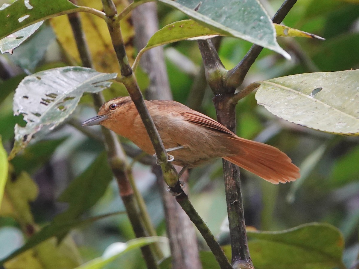 Rufescent Antshrike - ML610728558