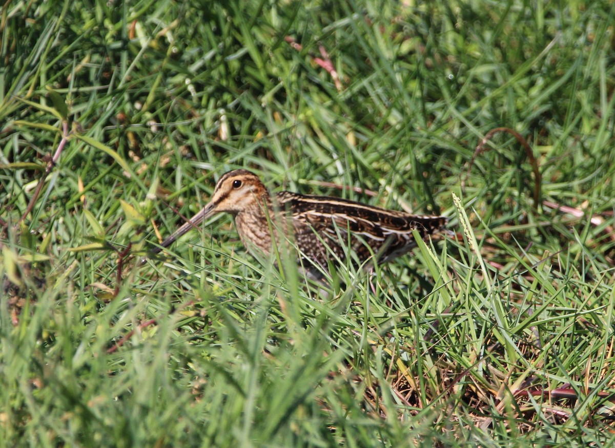 Wilson's Snipe - ML610728582