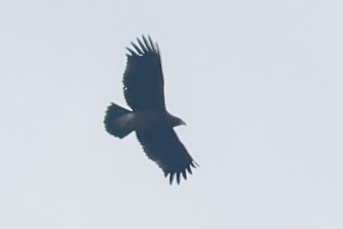 Greater Spotted Eagle - Jen Wei Yip