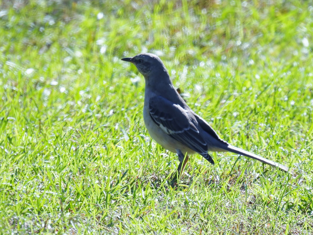 Northern Mockingbird - Douglas Cioffi