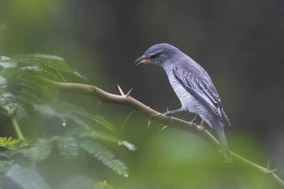 Black-headed Cuckooshrike - ML610728728