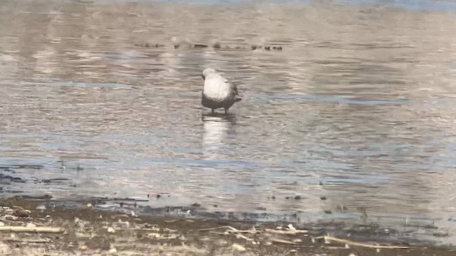 שחף אפרורי אמריקני - ML610728756