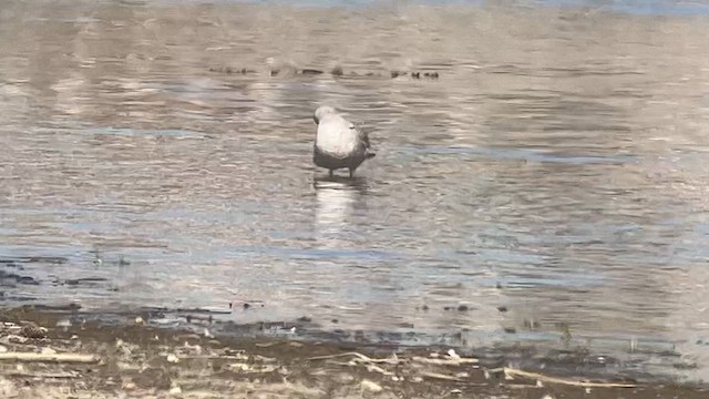 Short-billed Gull - ML610728756