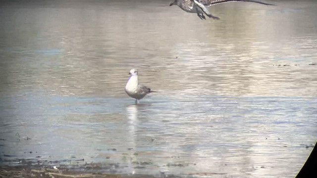 Short-billed Gull - ML610728760