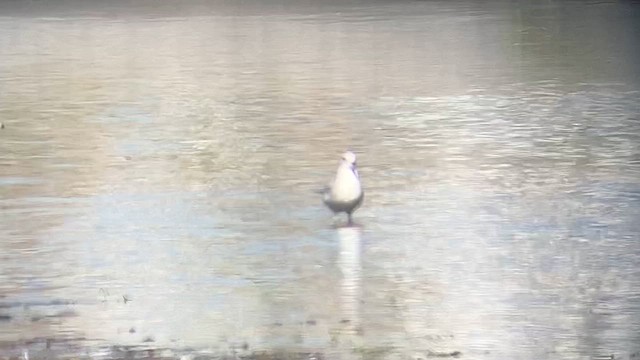 Short-billed Gull - ML610728762