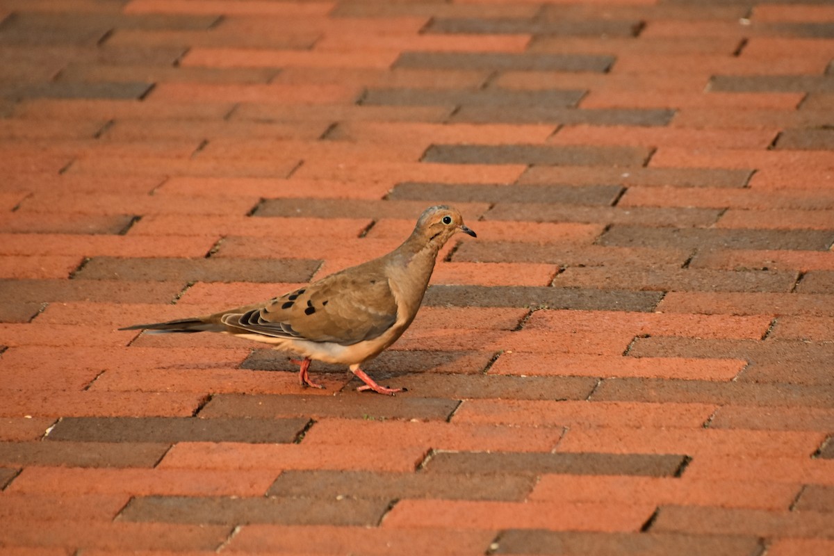 Mourning Dove - ML610728768