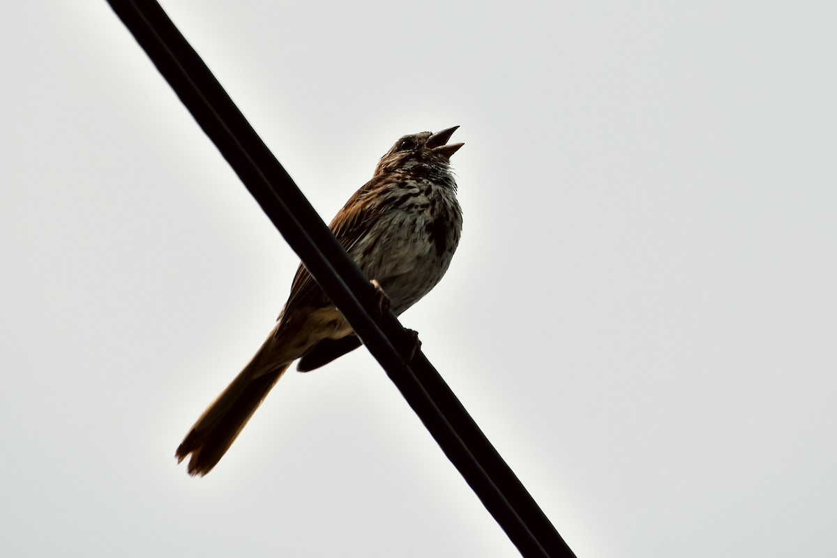 Song Sparrow (melodia/atlantica) - ML610728770