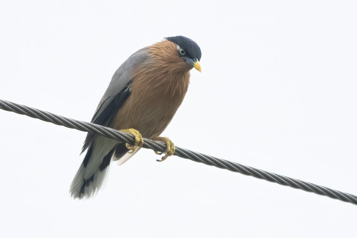 Brahminy Starling - ML610728813