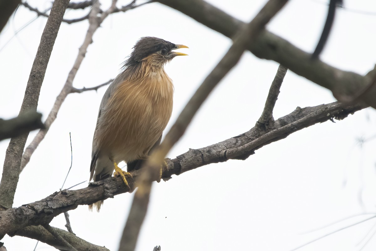 Brahminy Starling - Ravi Jesudas