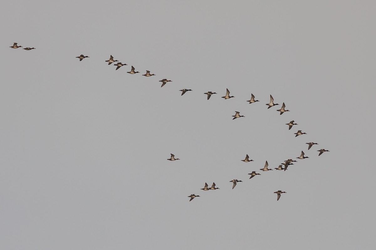 Lesser Scaup - Hernan Riverol