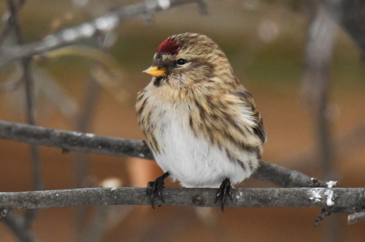 Common Redpoll - ML610728914