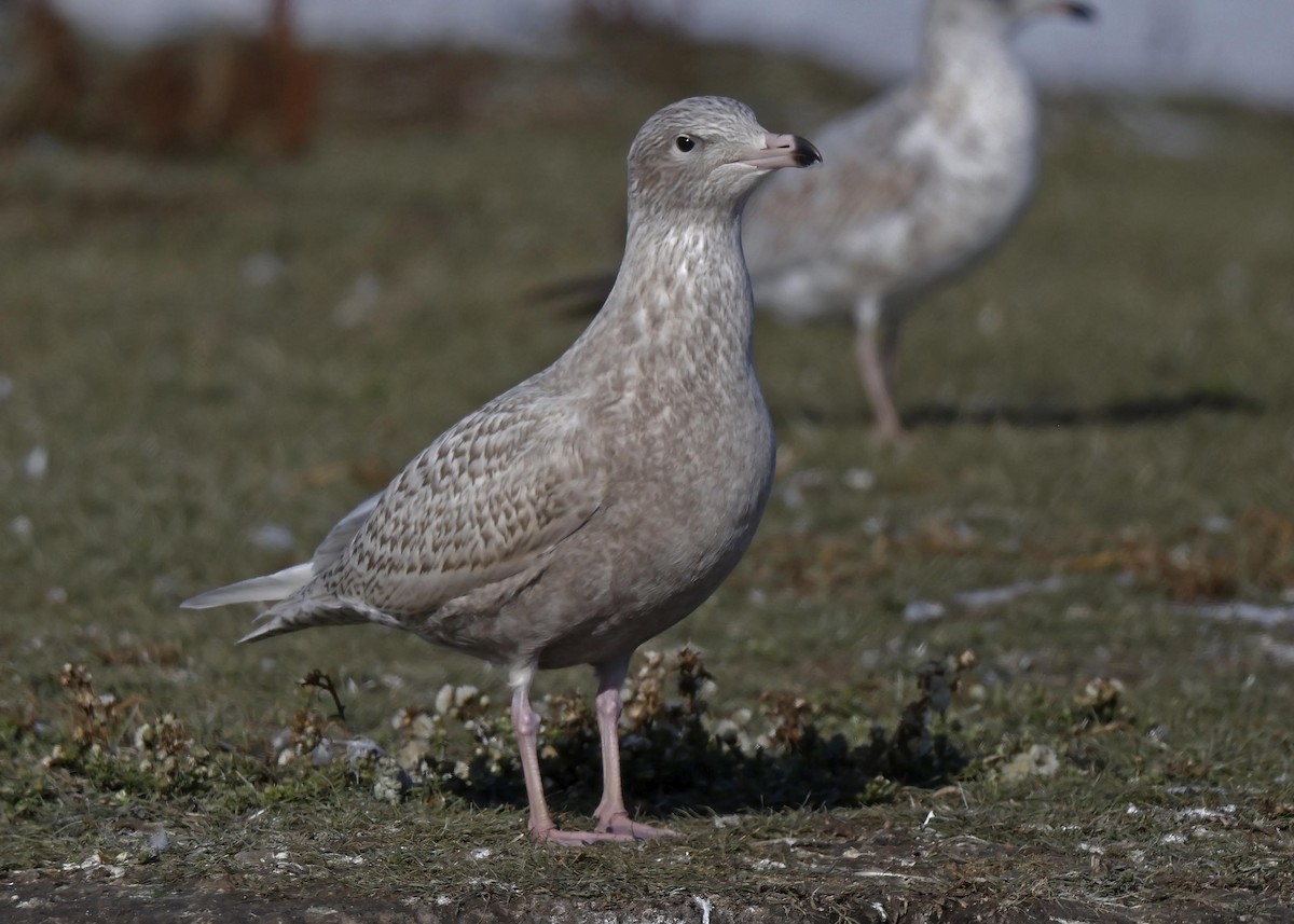 Glaucous Gull - Ken Pride