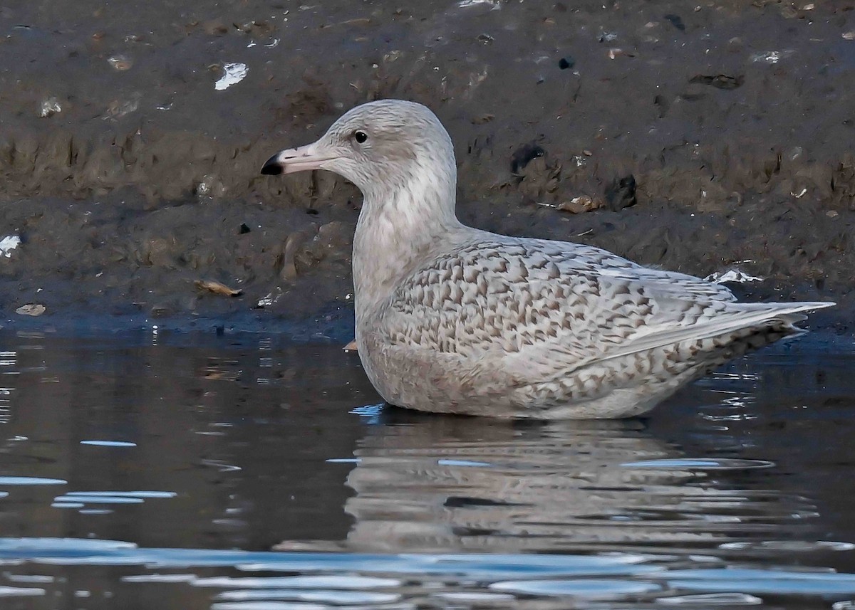 Glaucous Gull - Ken Pride