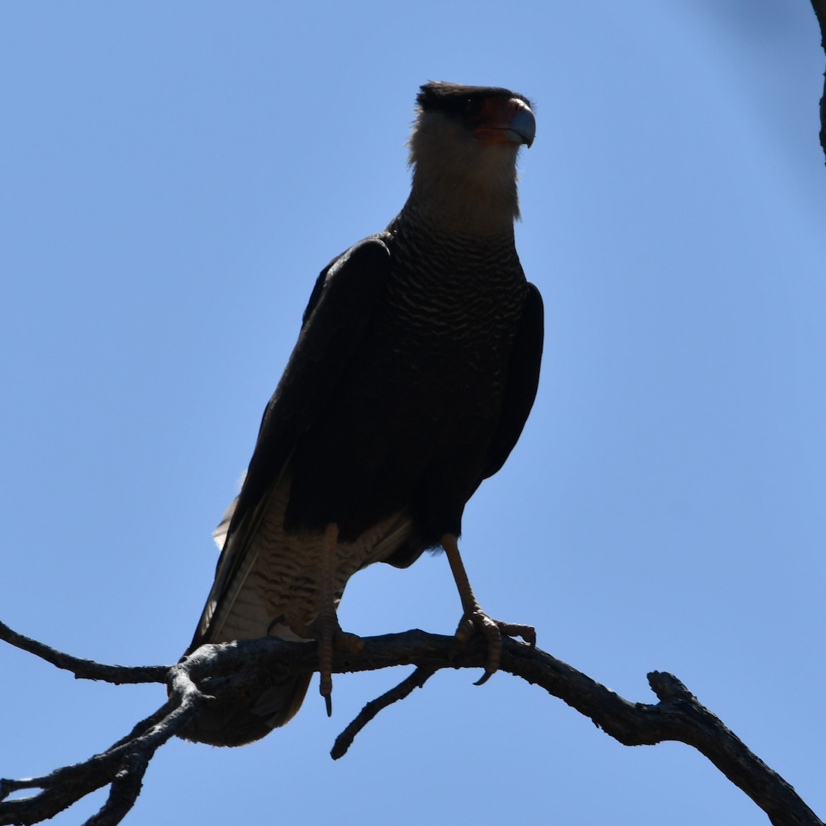 Crested Caracara - ML610728954