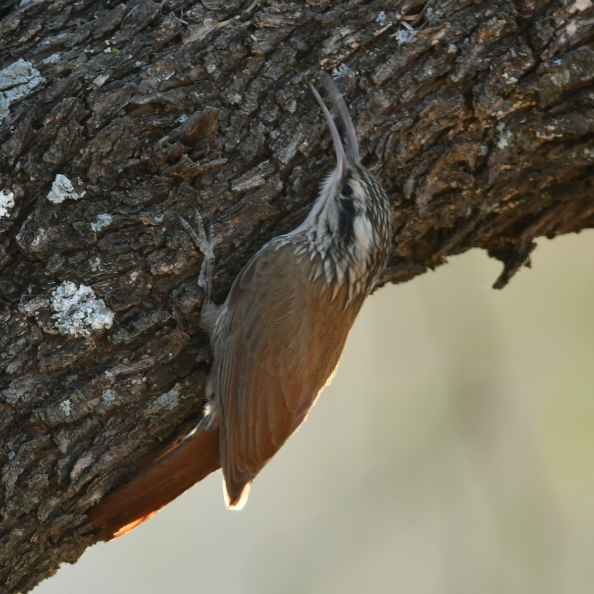 Narrow-billed Woodcreeper - Silvio Manuel Lamothe