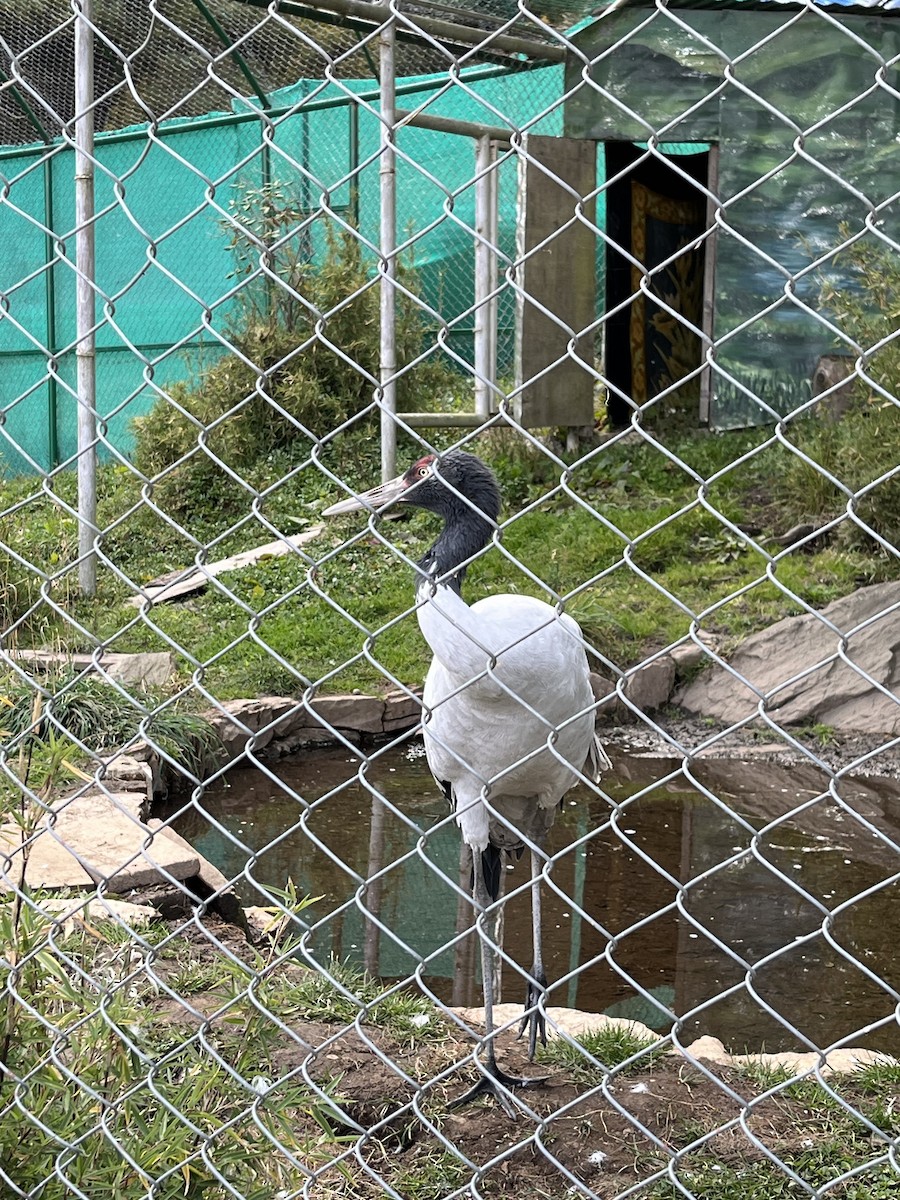 Black-necked Crane - ML610729095