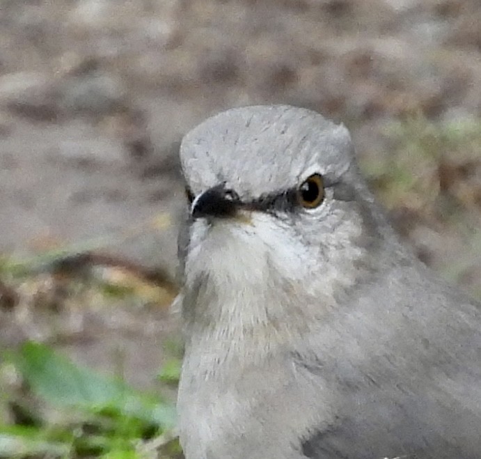 Northern Mockingbird - ML610729105