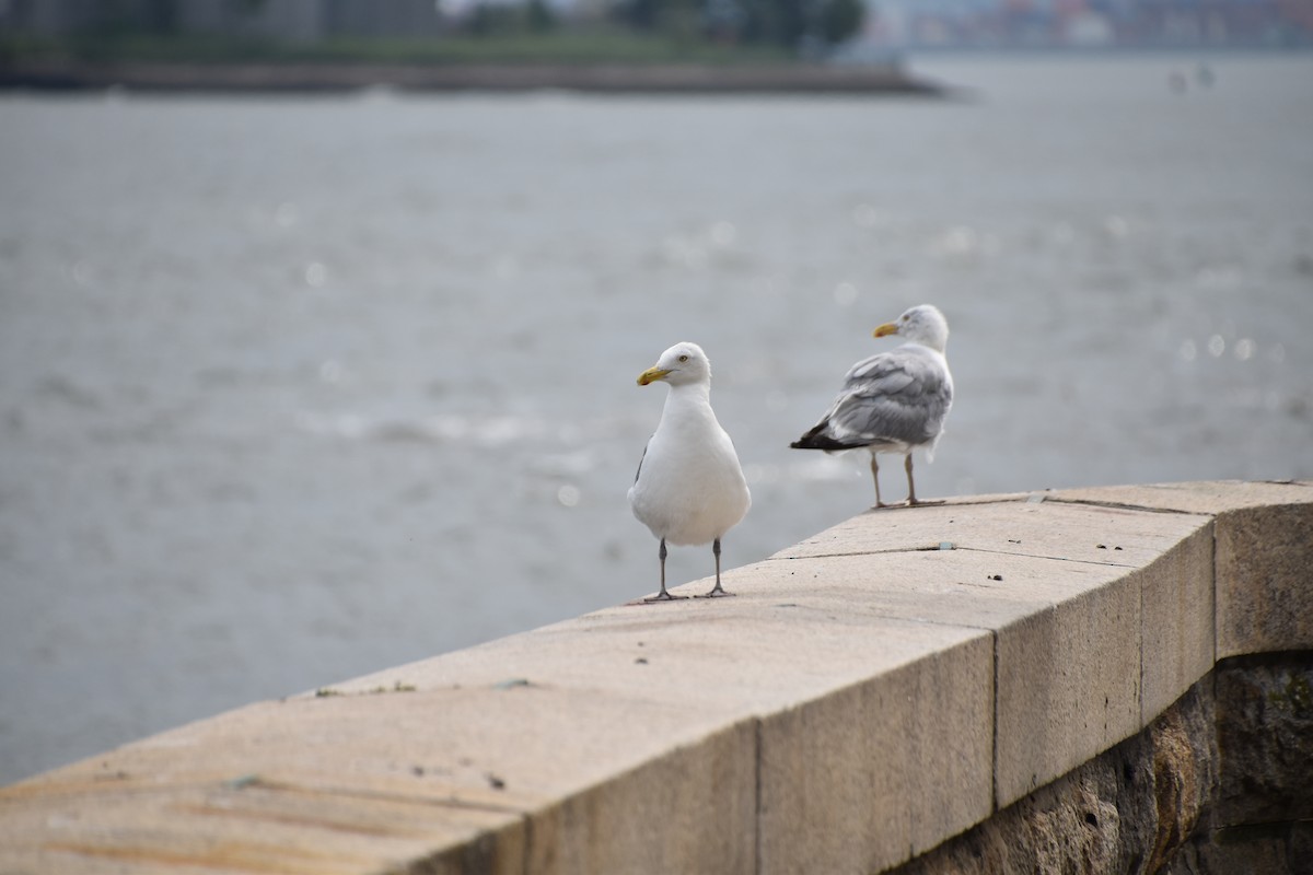 Herring Gull (American) - Jan-Uwe Schmidt