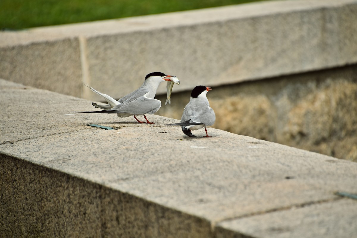 Flussseeschwalbe (hirundo/tibetana) - ML610729120