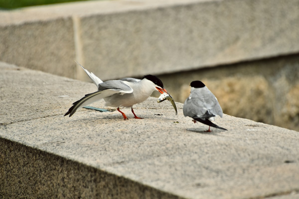 Common Tern (hirundo/tibetana) - ML610729133