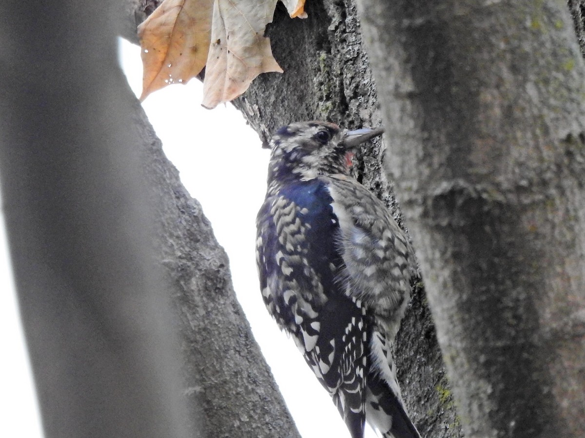 Yellow-bellied Sapsucker - ML610729147