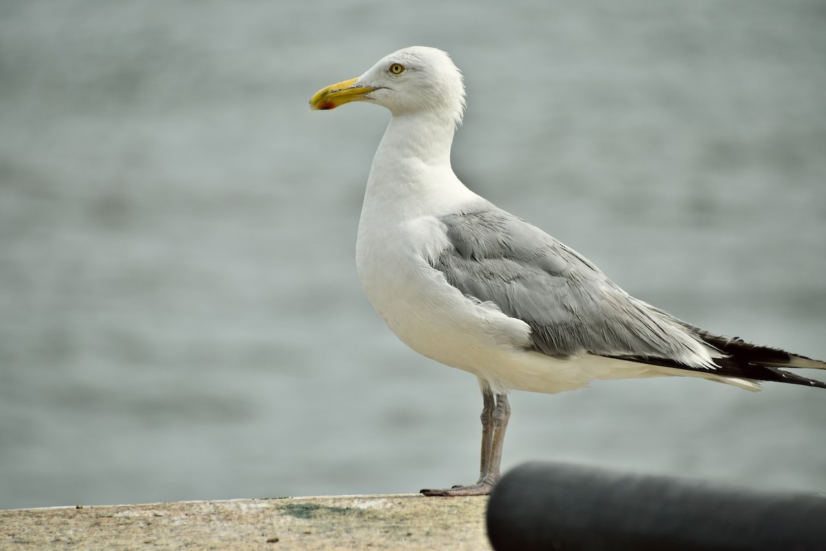 Herring Gull (American) - Jan-Uwe Schmidt