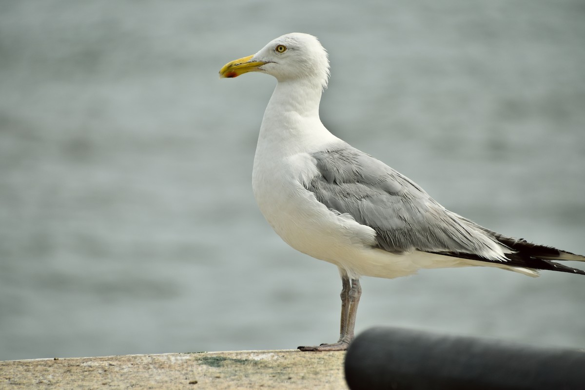 Herring Gull (American) - ML610729151