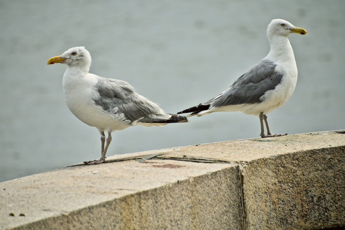 Gaviota Argéntea (americana) - ML610729169