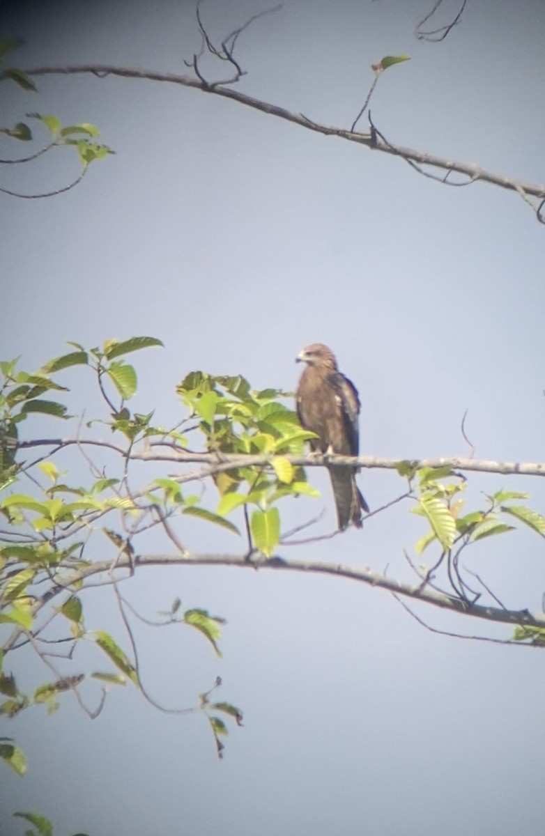 Black Kite - ML610729271