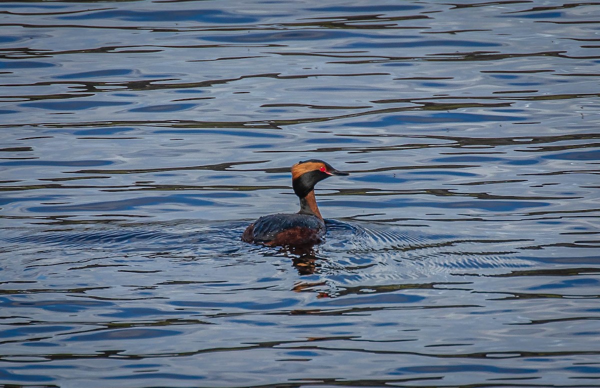 Horned Grebe - ML610729304