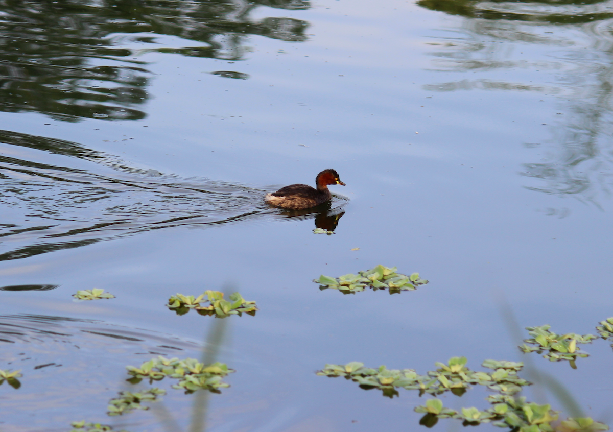 Little Grebe - ML610729350