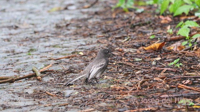 Black Phoebe - ML610729378